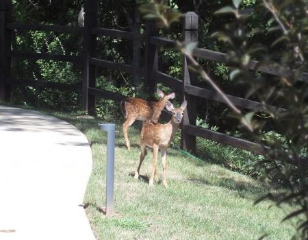 two fawns on the trail