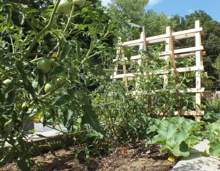 close up of tomato plants