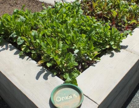 onion plants in HopeWay rasied garden bed