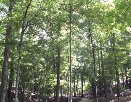wooded area on hopeway trails